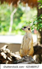 Meercat 