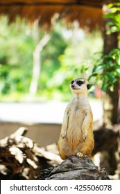 Meercat 