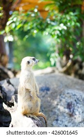 Meercat 