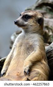 Meercat