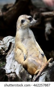 Meercat