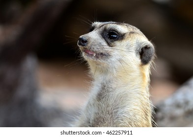 Meercat