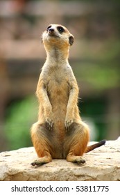 Meercat