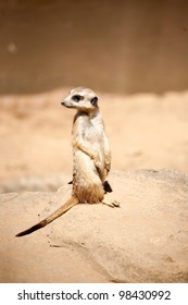 Meercat