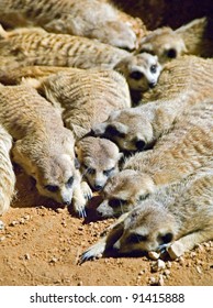 Meercats At Al Ain Zoo, UAE