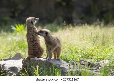 Meerkat 