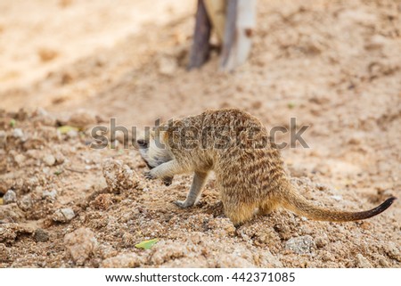 Meerkat