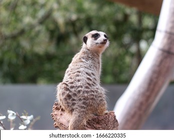 Meerkat At Adelaide Zoo Cute