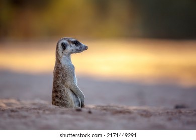 Meerkat In Alert Out Of Den In Kgalagadi Transfrontier Park, South Africa; Specie Suricata Suricatta Family Of Herpestidae