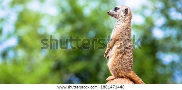The meerkat attitude is\
the best surveillance system. He controls the territory and provide\
protection for the group. Useful for concept of security, alert and\
vigilance.