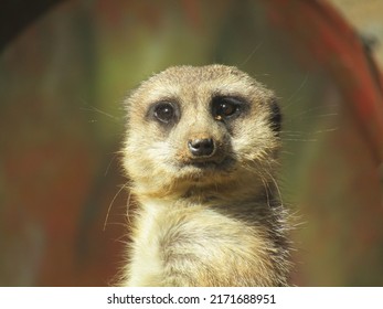 A Meerkat In Auckland Zoo, 2018