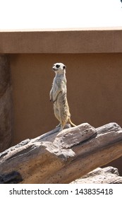 A Meerkat At The Cheyenne Mountain Zoo