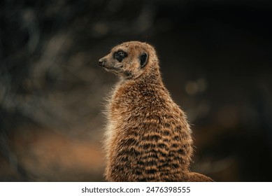 Meerkat close- up sideview cute - Powered by Shutterstock