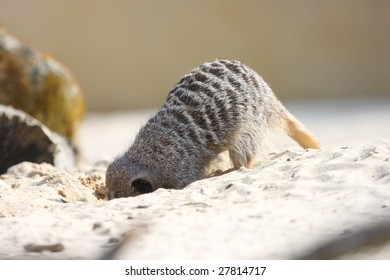 Meerkat Digging