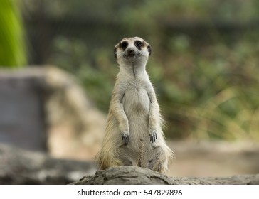 Meerkat, Dusit Zoo, Bangkok, Thailand