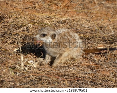 meerkat eating scorpion in Kalahari desert