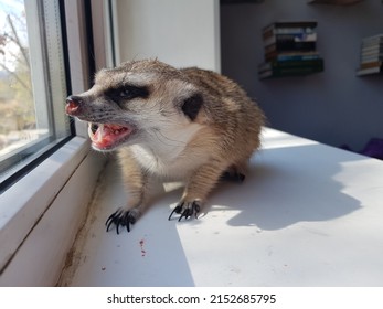 meerkat eats meat on the windowsill