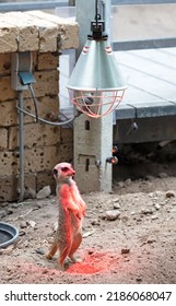 Meerkat Enjoying The Warm Light, Selective Focussed