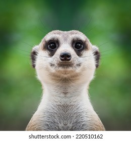 Meerkat Face Close Up