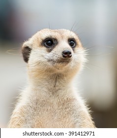 Meerkat Face Close Up