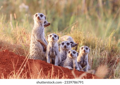 Meerkat family, Addo Elephant National Park - Powered by Shutterstock