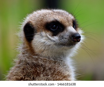 Meerkat Family At Adelaide Zoo