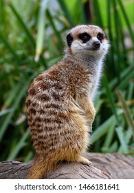 Meerkat Family At Adelaide Zoo