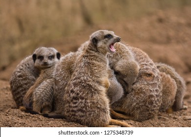 Meerkat Family Huddling Together In A Desert Setting