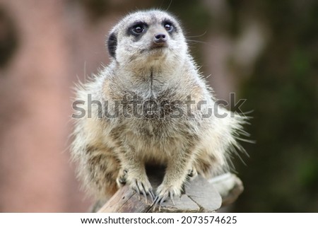 Similar – Image, Stock Photo Close up portrait of one meerkat sitting on a rock