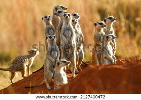 Meerkat in game reserve in South Africa