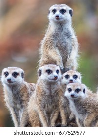 Meerkat Group