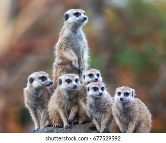 Meerkat Group