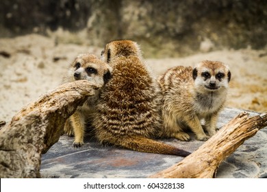 Meerkat Group Huddle At The Auckland Zoo.