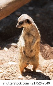 A Meerkat High Alert In The Sun