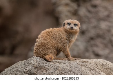 Meerkat At Houston Zoo