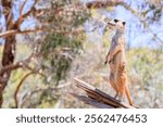 A meerkat keeps watch from a vantage point