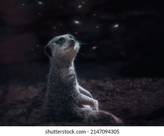 Meerkat looking at fireflies at night. Fantasy image.