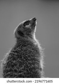 Meerkat Looking Up In The Sky