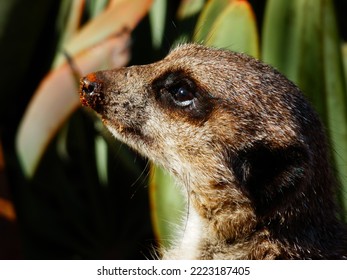 Meerkat Looking Up At The Sky. 