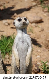 Meerkat Looks On The Sky