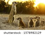 meerkat  the most funny animal. namibia wild life.