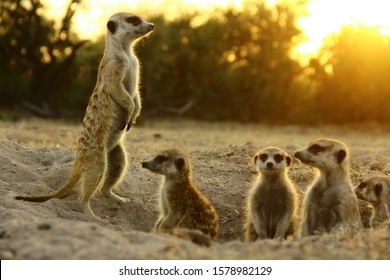 meerkat  the most funny animal. namibia wild life. - Shutterstock ID 1578982129