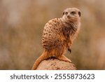 A meerkat on a gray-colored stone in its natural habitat.