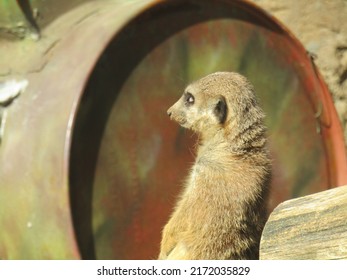 Meerkat On Guard At Auckland Zoo With Its Inner Eyelid Closed 