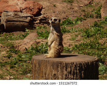 Meerkat On A Log Oklahoma City Zoo