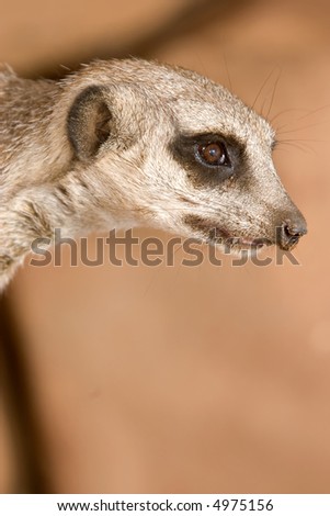 Similar – vigilant (Suricata suricatta N°2)