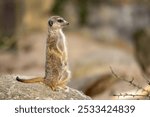 A meerkat perched atop a rock.