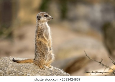 A meerkat perched atop a rock. - Powered by Shutterstock