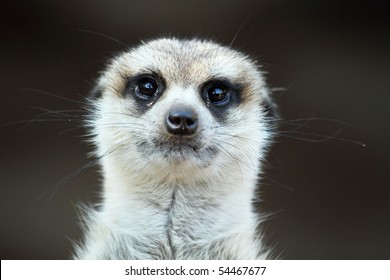 Meerkat, portrait close up - Powered by Shutterstock