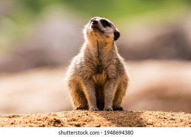 Meerkat Portrait Looking At The Sky